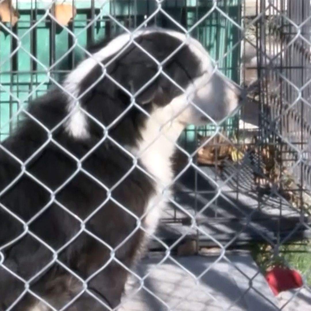 Investigan Presunto Maltrato Animal Contra Perro en Colonia Hacienda en Piedras Negras